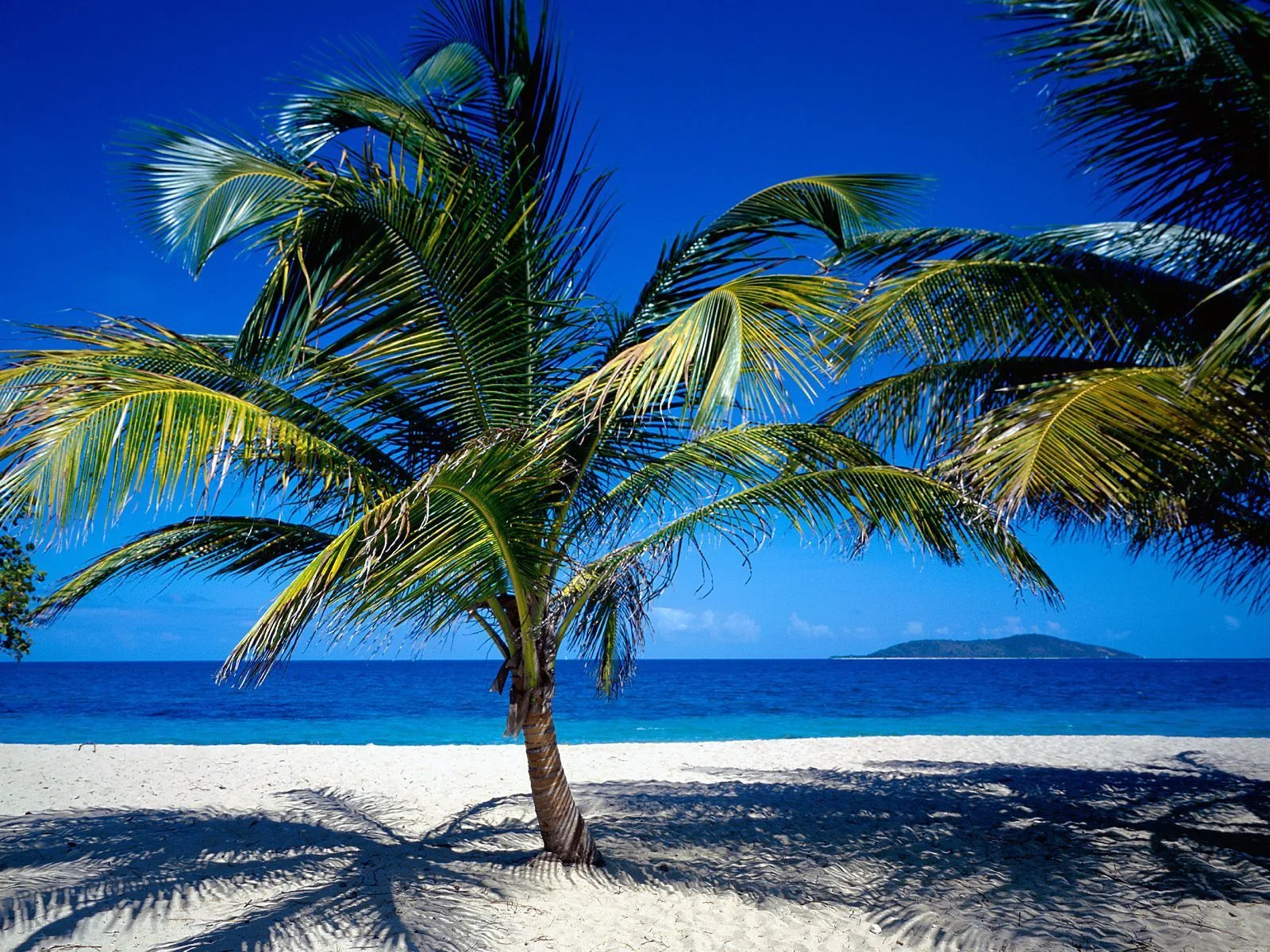 beach-palm-trees-shade.webp