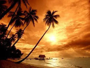 sunset-palm-trees-beach.webp