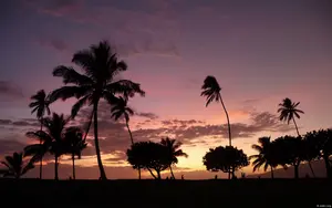sunset-palm-trees-silhouette.webp
