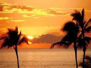 sunset-palm-trees.webp