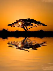 sunset-tree-reflection.webp