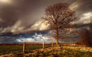 tree-clouds-field-fence.webp