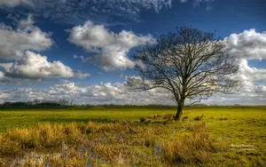 tree-in-swamp-meadow.webp