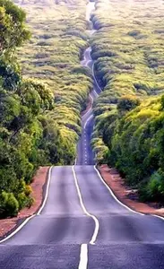 tree-lined-country-road.webp