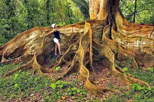tree-roots.webp