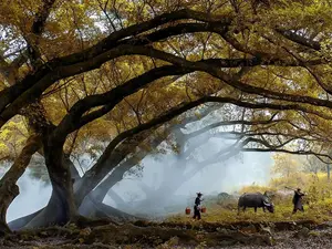 trees-autumn-china.webp