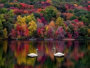 trees-autumn-lake-swans.webp