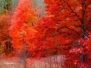 trees-autumn-orange.webp