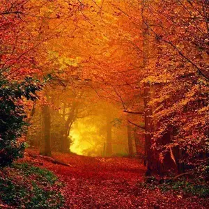 trees-autumn.webp