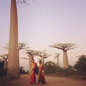 trees-baobab-africa.webp