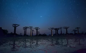 trees-baobabs.webp