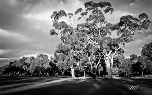 trees-eucalyptus-late-afterno.webp