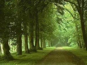 trees-green-dirt-road.webp