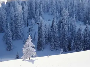 trees-in-snow.webp