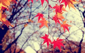 trees-leaves-red.webp