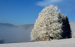 trees-snow-studenov-krkono.webp