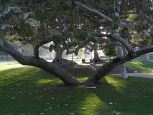 trees-split.webp